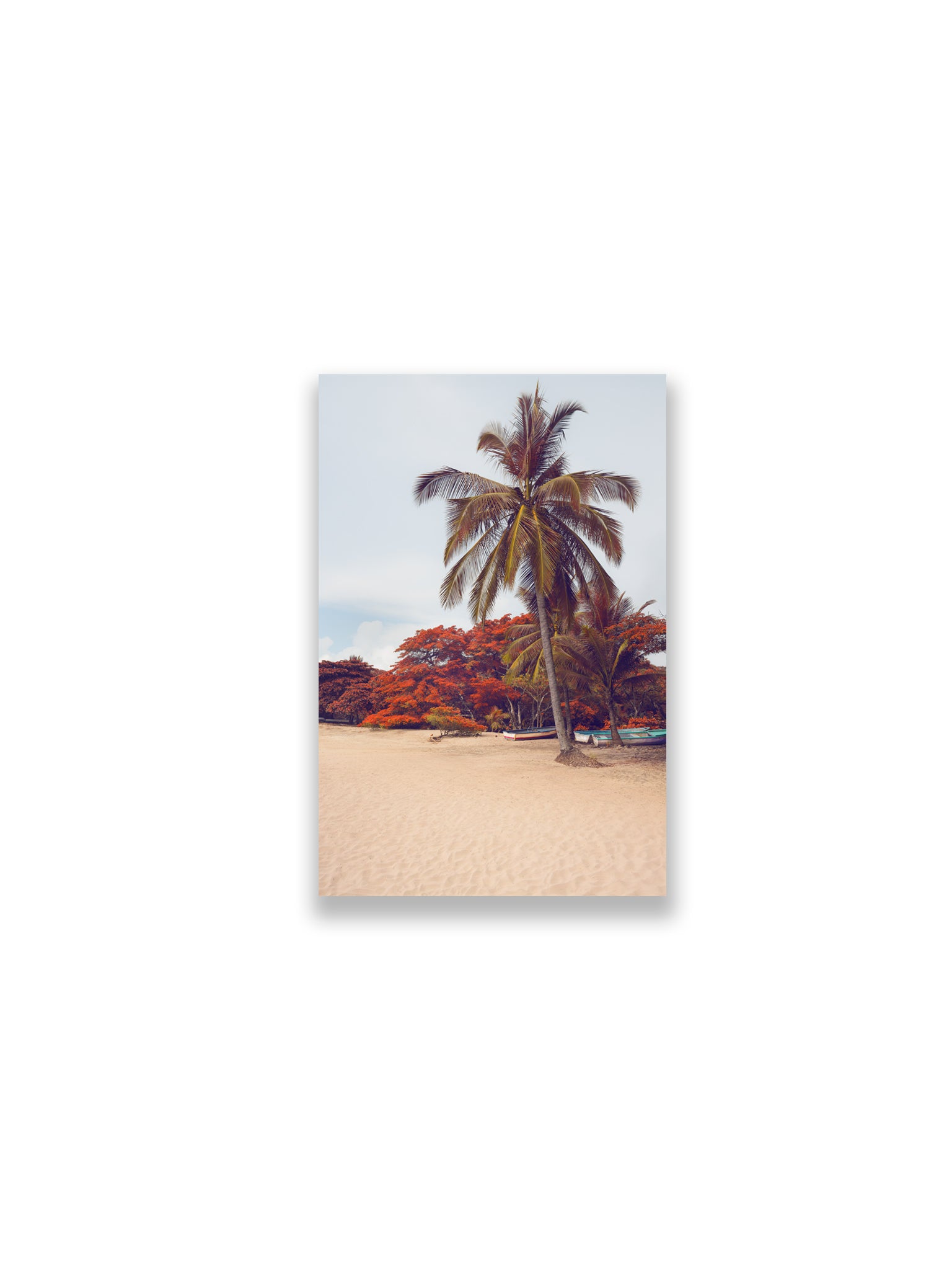 12x18SIZE_1.5MATTE_NOFRAME_DSC2600_GustavNel_LunaPalm_DougFir_CostaRica2023