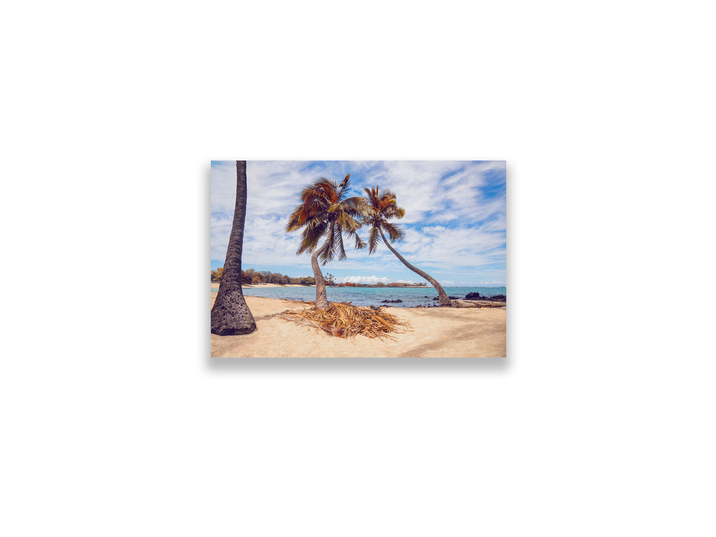 12x18SIZE_1.5MATTE_NOFRAME_DSC7645_GustavNel_LeaningPalms_DougFirOptima_BigIslandHawaii2024