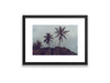 18X12SIZE_1.75MATTE_1FRAME_4_DSC03829_GustavNel_HillsHavePalms_DougFir_Hawaii2017Oahu_54a4277e-896b-4c0c-833f-2ddcfd55663f
