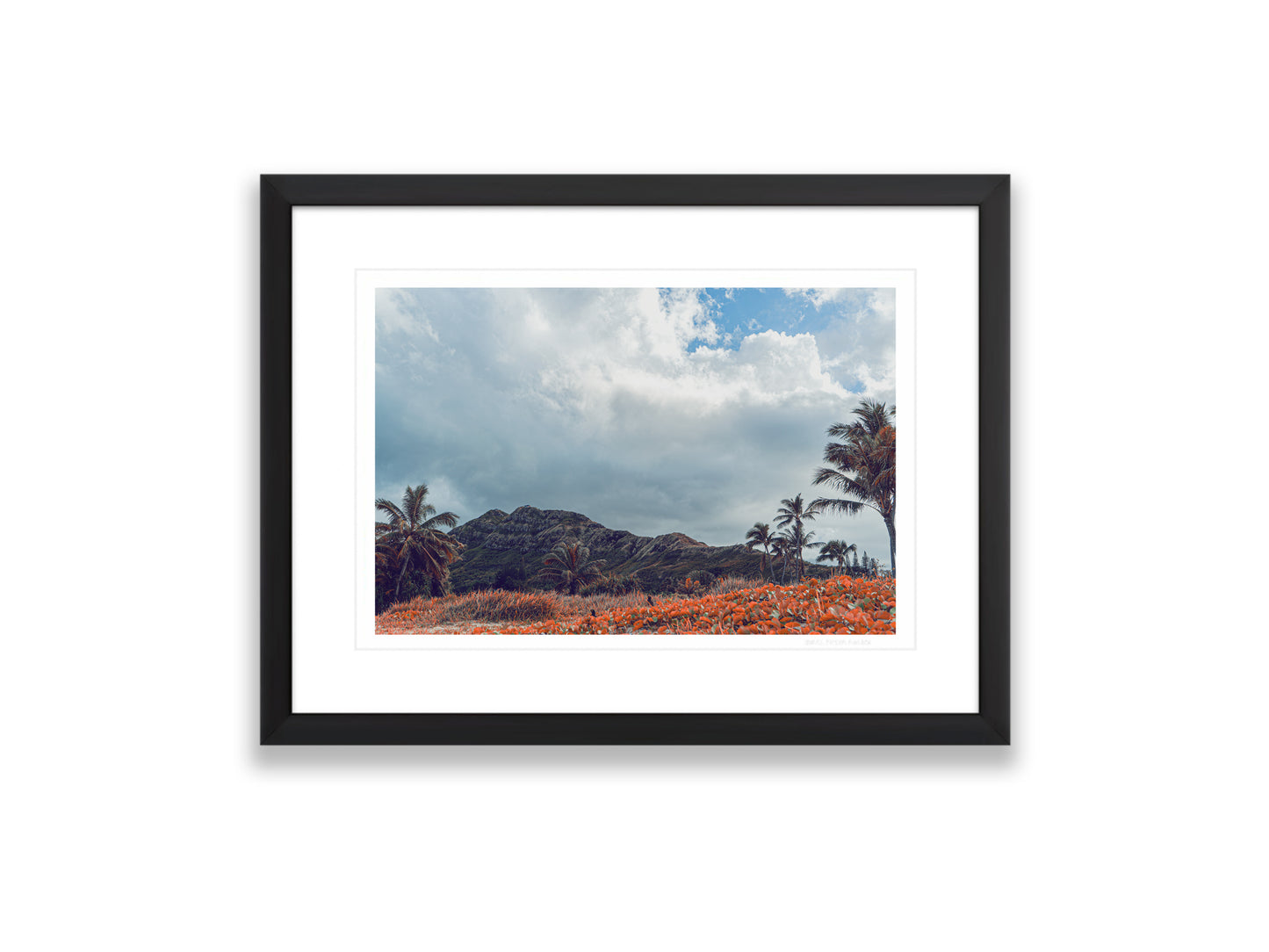 18X12SIZE_1.75MATTE_1FRAME_5_DSC03829_GustavNel_TwoLittleBirdsAndAPillox_DougFir_Hawaii2017Oahu_c3f9ea17-aa4b-431d-ace0-cbe1034d7e60