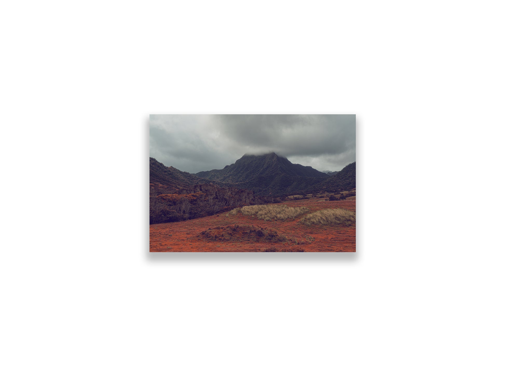 18X12SIZE_1.75MATTE_NOFRAME_3_DSC04035_GustavNel_VerdantValley_DougFir_Hawaii2017Oahu_23f5bc5f-7254-414c-9825-2e06a4b62141