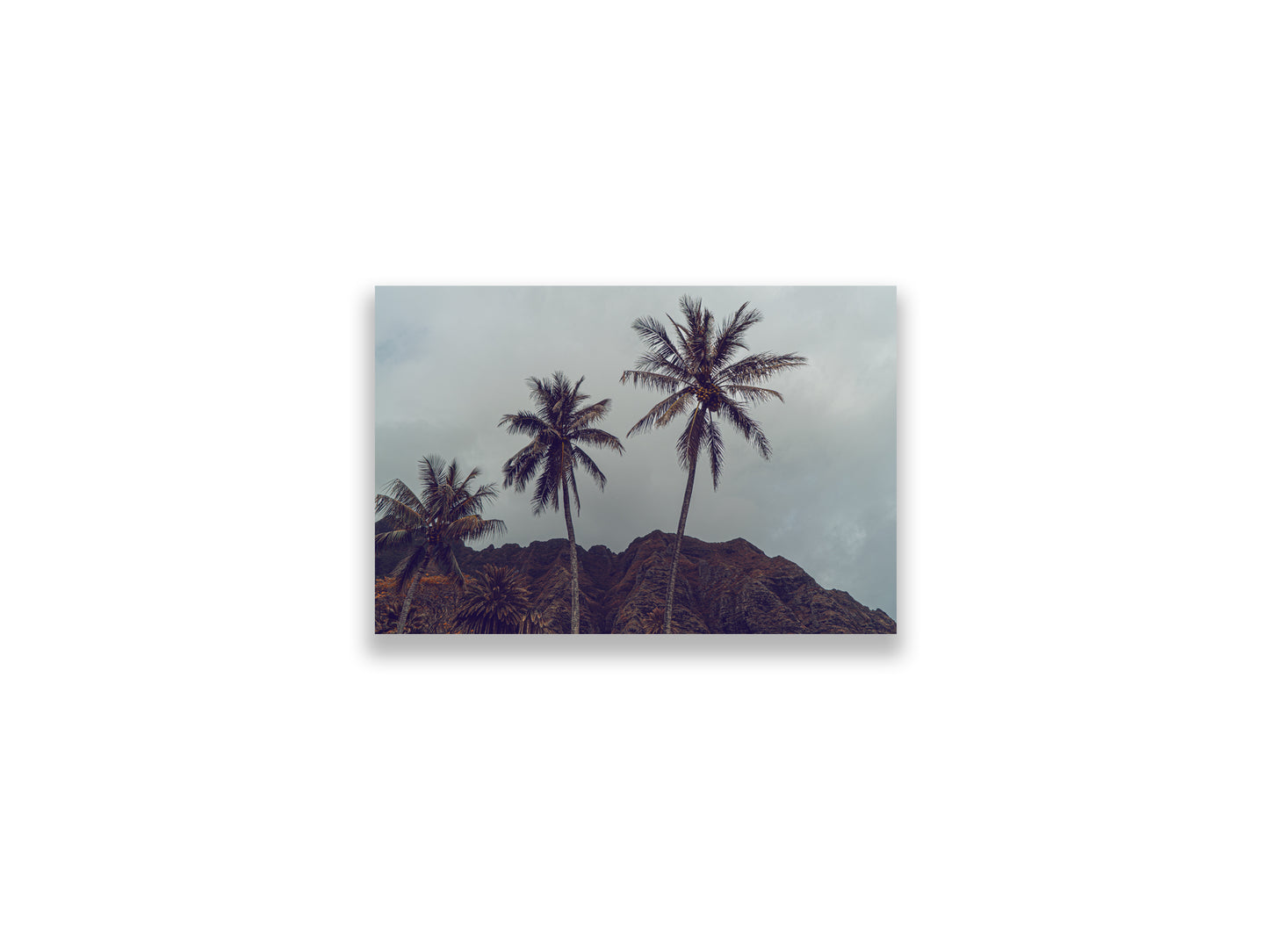18X12SIZE_1.75MATTE_NOFRAME_4_DSC03829_GustavNel_HillsHavePalms_DougFir_Hawaii2017Oahu_2fb47223-e02d-438b-934a-8556b38f3776