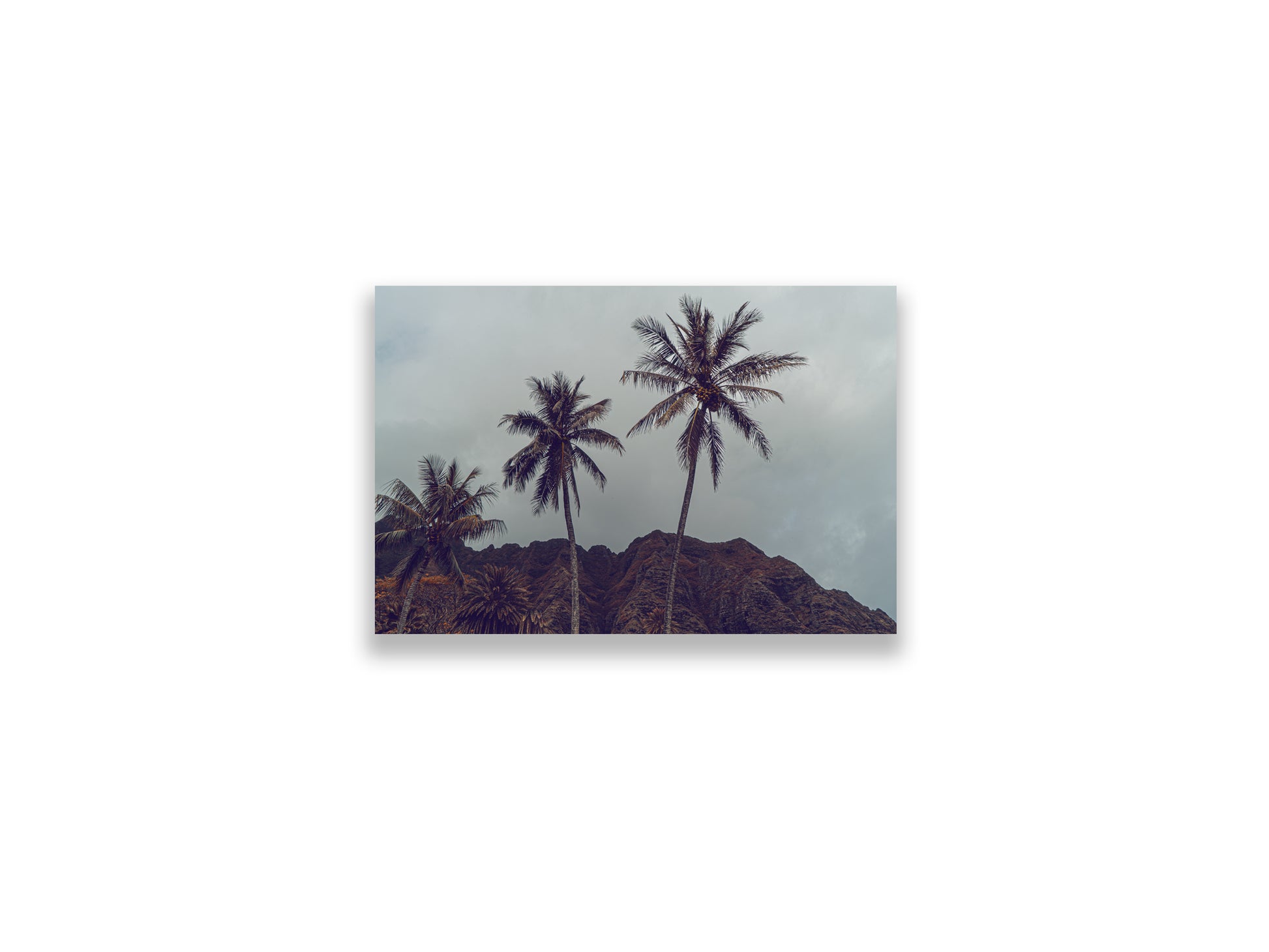 18X12SIZE_1.75MATTE_NOFRAME_4_DSC03829_GustavNel_HillsHavePalms_DougFir_Hawaii2017Oahu_2fb47223-e02d-438b-934a-8556b38f3776