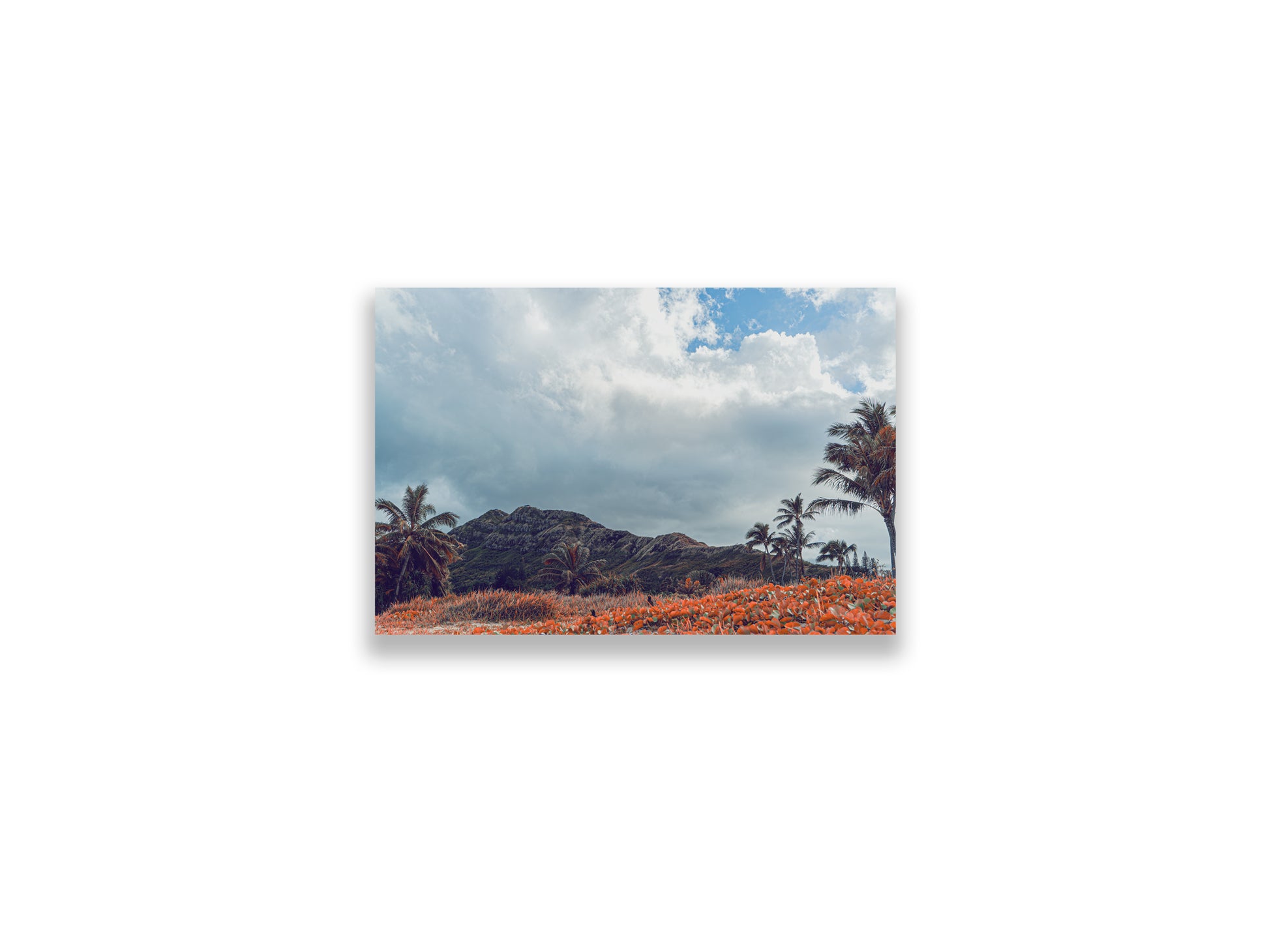18X12SIZE_1.75MATTE_NOFRAME_5_DSC03829_GustavNel_TwoLittleBirdsAndAPillox_DougFir_Hawaii2017Oahu_3fa1ec3a-12ec-429b-b93c-7733fa6f2d77