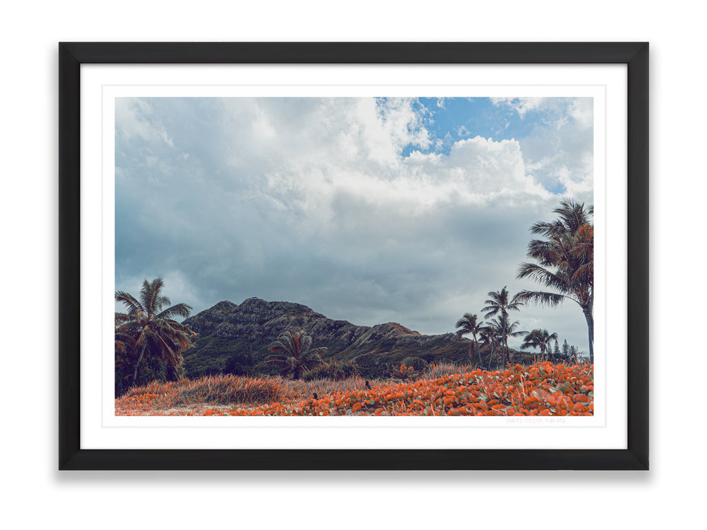 36x24SIZE_1.5MATTE_1.5FRAME_5_DSC03829_GustavNel_TwoLittleBirdsAndAPillox_DougFir_Hawaii2017Oahu_28fffe03-f951-4e07-b0b4-1a32cbd2727a