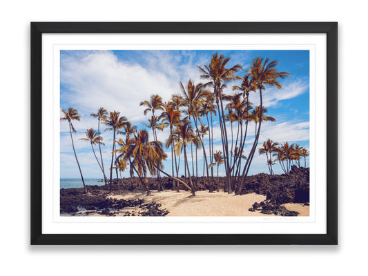 Council Of Palms