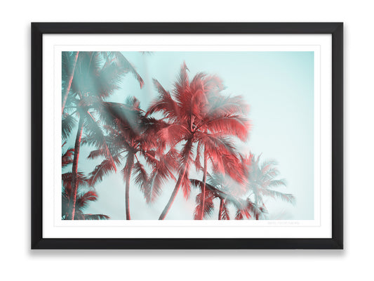 Palm Reverie