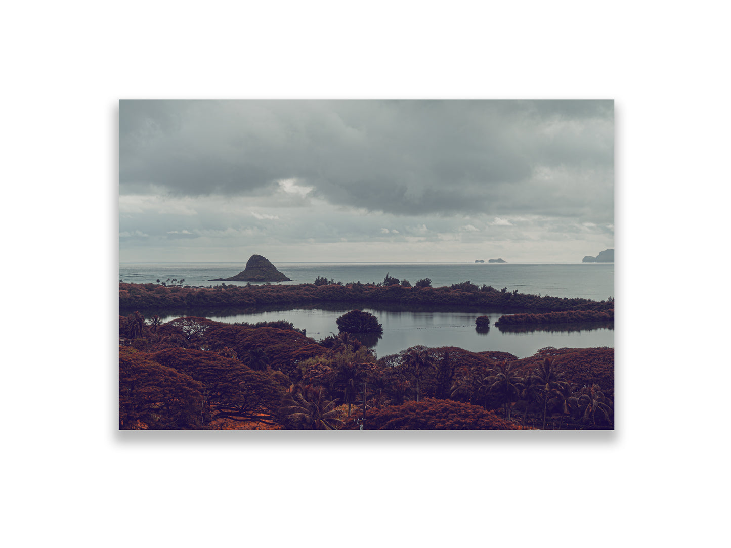 36x24SIZE_1.5MATTE_NOFRAME_2_DSC04035_GustavNel_Mokoli_iTail_DougFir_Hawaii2017Oahu_df0ae9cd-260b-4c67-96f4-6444e5f4fbf8