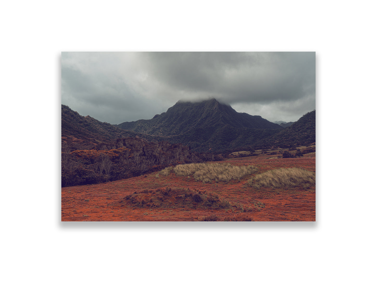 36x24SIZE_1.5MATTE_NOFRAME_3_DSC04035_GustavNel_VerdantValley_DougFir_Hawaii2017Oahu_90d5101f-b6b9-4024-8119-ec07f4e2aa31