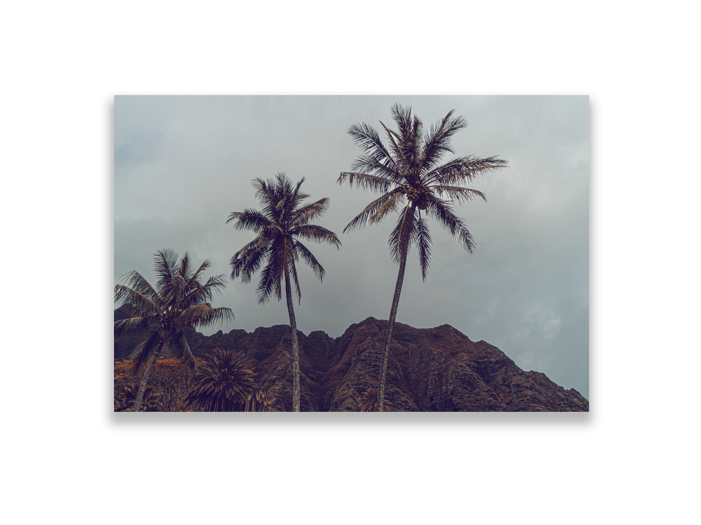 36x24SIZE_1.5MATTE_NOFRAME_4_DSC03829_GustavNel_HillsHavePalms_DougFir_Hawaii2017Oahu_461fb5ca-bdfb-4a3d-a06d-5ddf86efb8e0