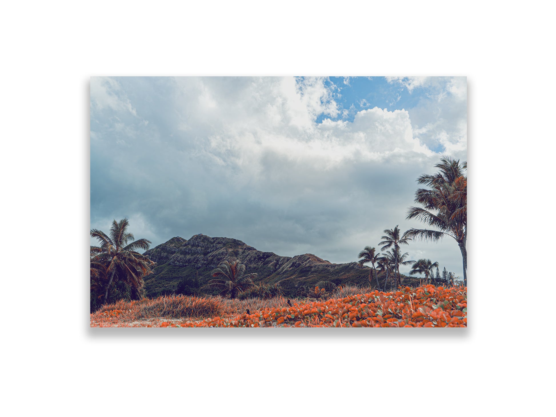 36x24SIZE_1.5MATTE_NOFRAME_5_DSC03829_GustavNel_TwoLittleBirdsAndAPillox_DougFir_Hawaii2017Oahu_d7fef30f-50a0-4b82-bb23-1c8600ce8cc2