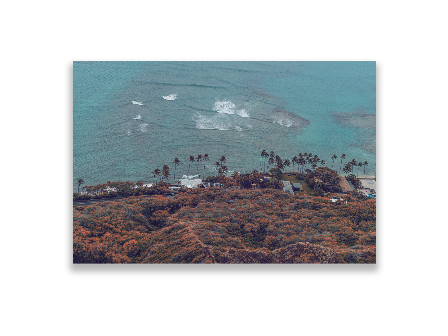 36x24SIZE_1.5MATTE_NOFRAME_8_DSC03818_GustavNel_PacificLiving_DougFir_Hawaii2017Oahu_2f571ecf-e9c4-48ac-beac-84f572d04495