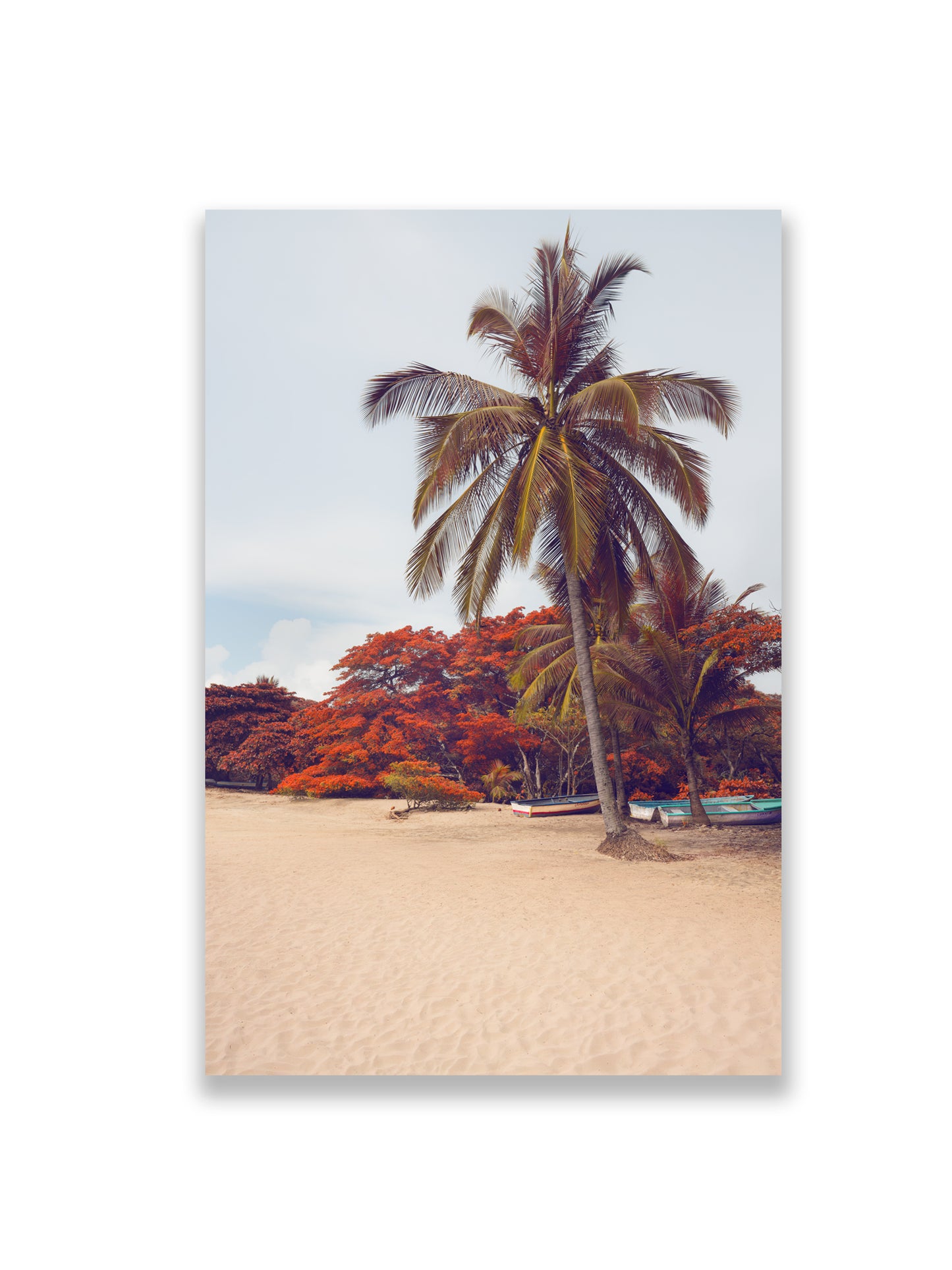36x24SIZE_1.5MATTE_NOFRAME_DSC2600_GustavNel_LunaPalm_DougFir_CostaRica2023