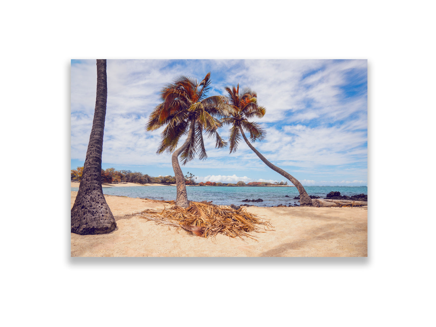 36x24SIZE_1.5MATTE_NOFRAME_DSC7645_GustavNel_LeaningPalms_DougFirOptima_BigIslandHawaii2024